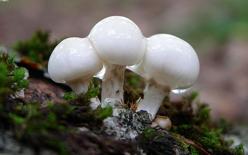 FUNGHI MISTERIOSI